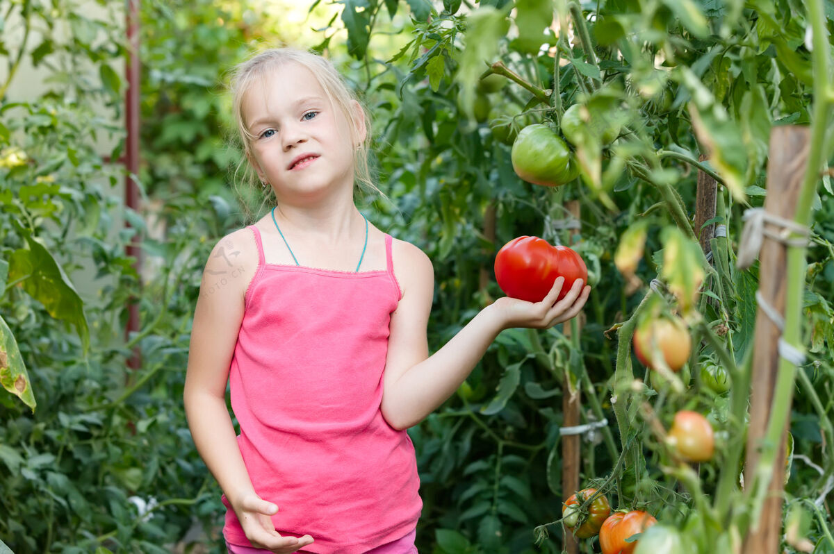 花园菜园-可爱的园丁 收获成熟的西红柿肖像农作物自然