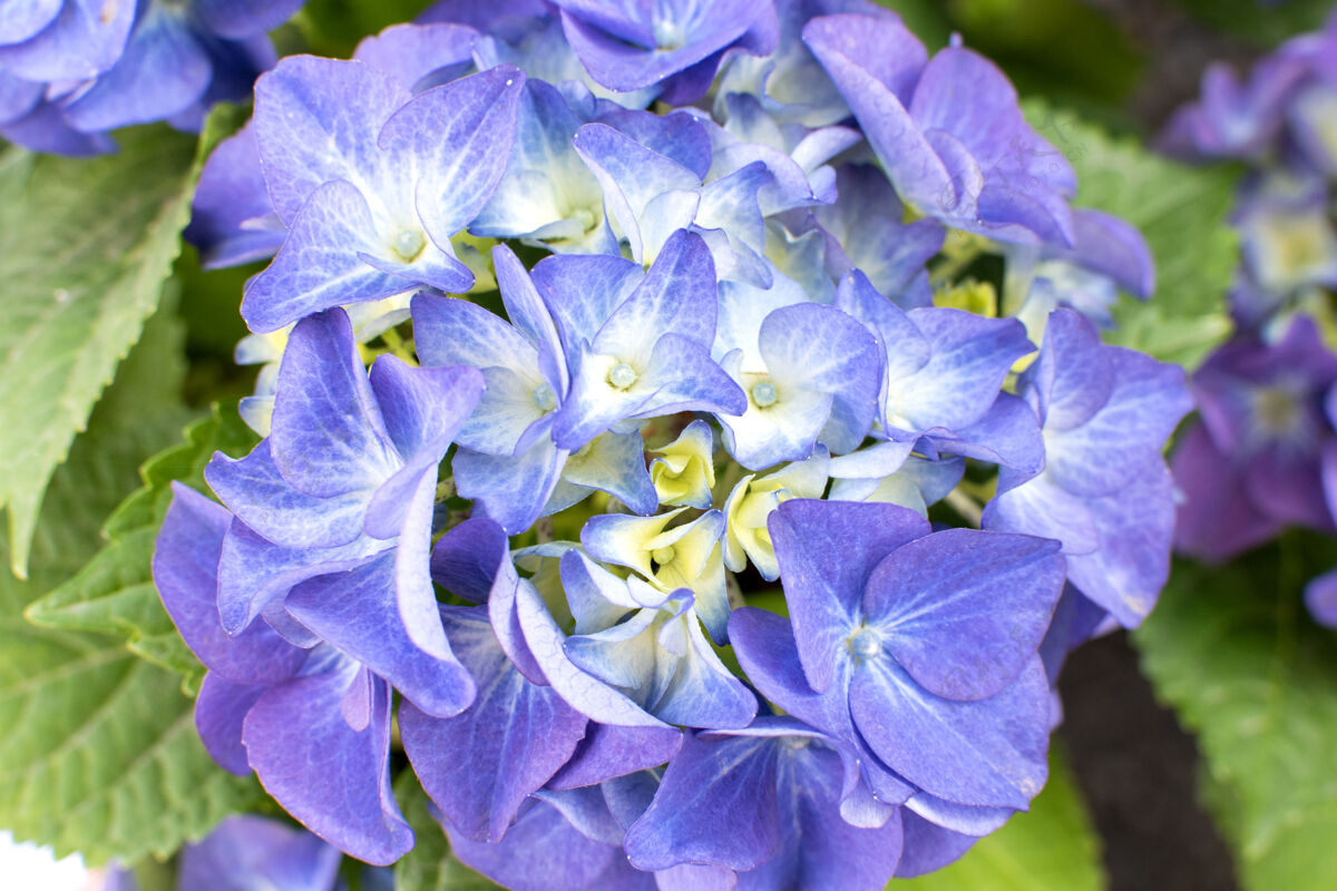 夏天在阳光明媚的夏日 花园里的蓝紫色绣球花开花美丽花园