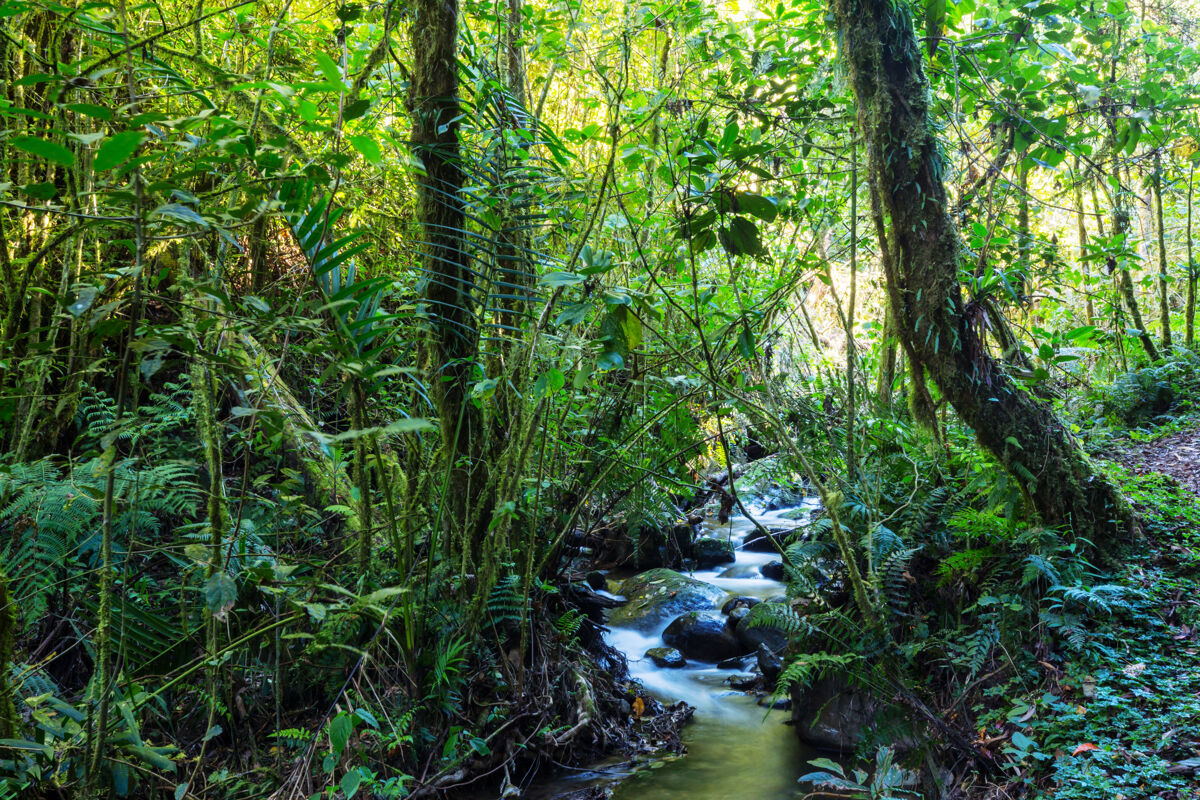 苔藓美丽的溪水在雨林中流淌哥斯达黎加 中美洲地标小溪潮湿