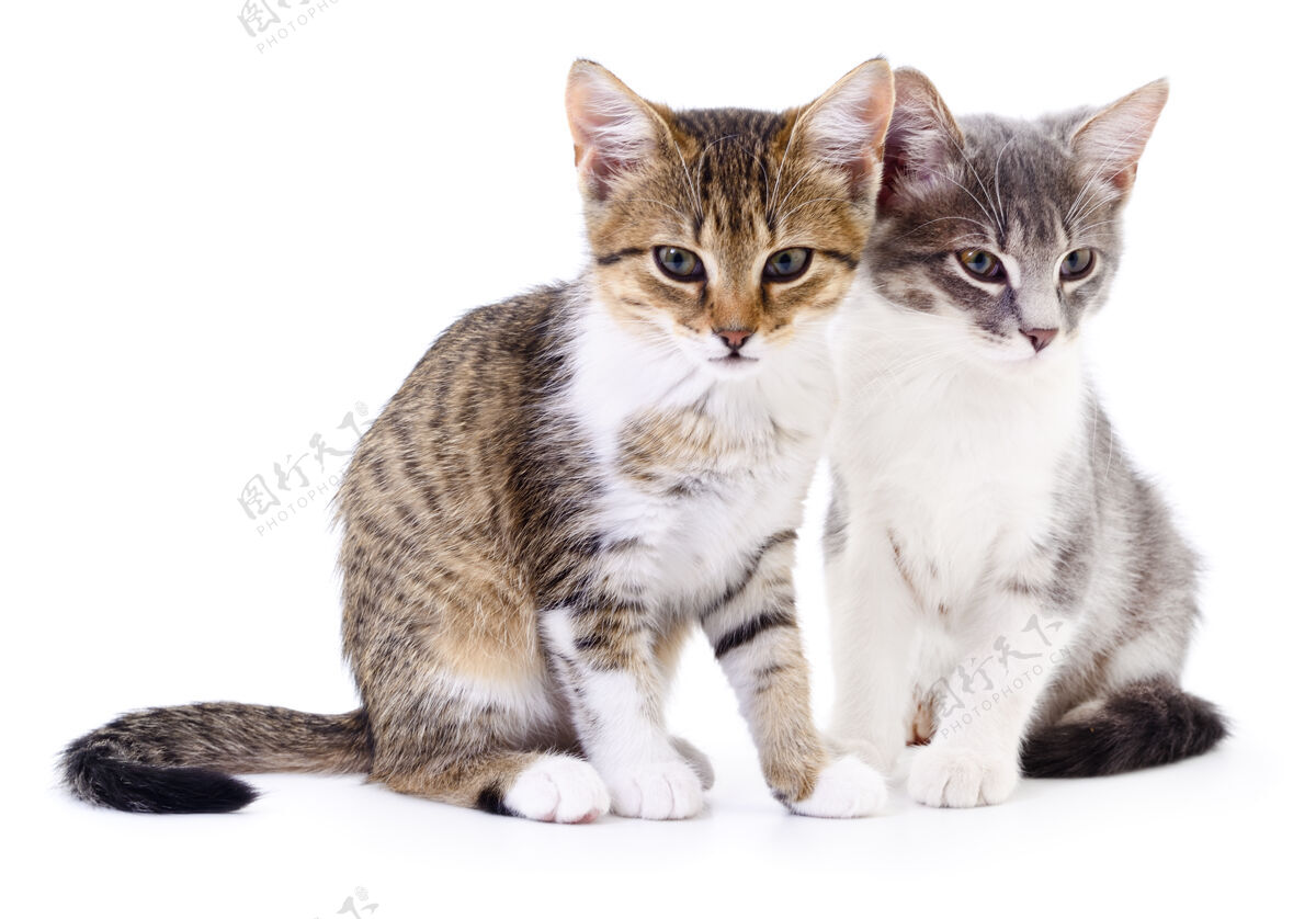 动物两只小猫站在一只白色的椅子上肖像条纹哺乳动物