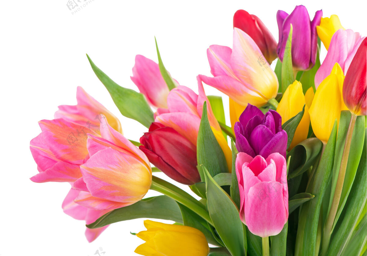 花许多美丽的五颜六色的郁金香与叶子在一个玻璃花瓶上隔离透明背景.水平与任何节日设计的新鲜春花的照片浪漫爱风景