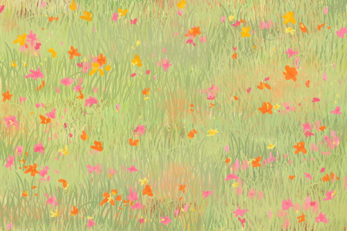夏天的花朵罂粟田素描背景鸟瞰图线条绽放花朵