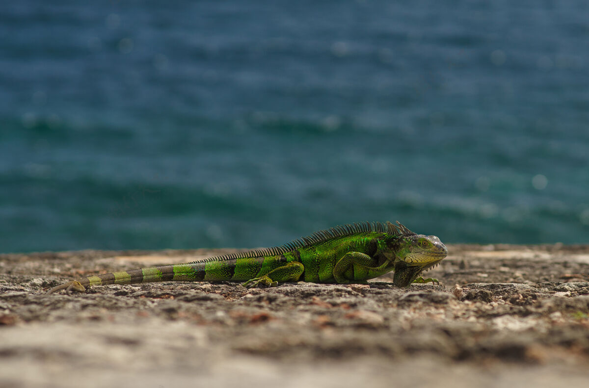 脸绿蜥蜴坐在石头上岛爬行动物单