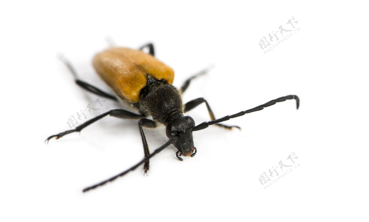 无脊椎动物士兵甲虫在一个白色的表面前隔离的昆虫动物