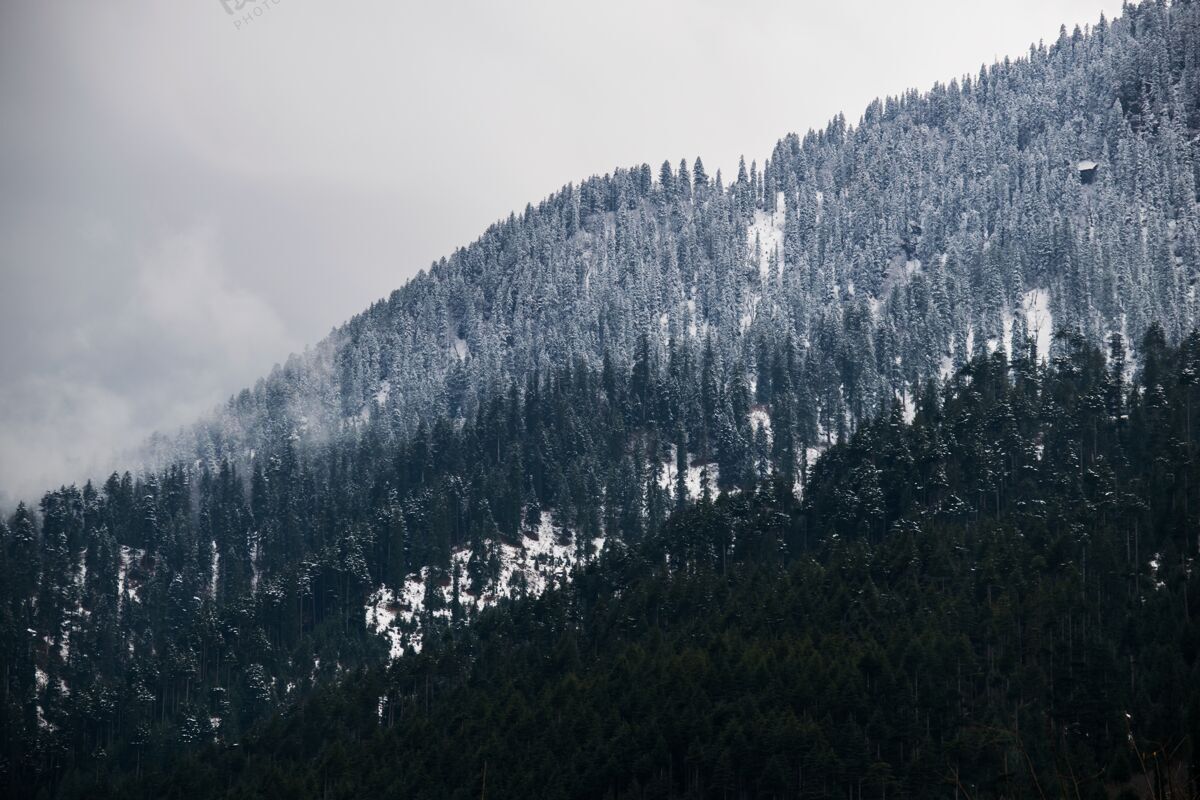 山这是一幅惊心动魄的照片 拍摄的是一座满是树木的雪山冷许多高山