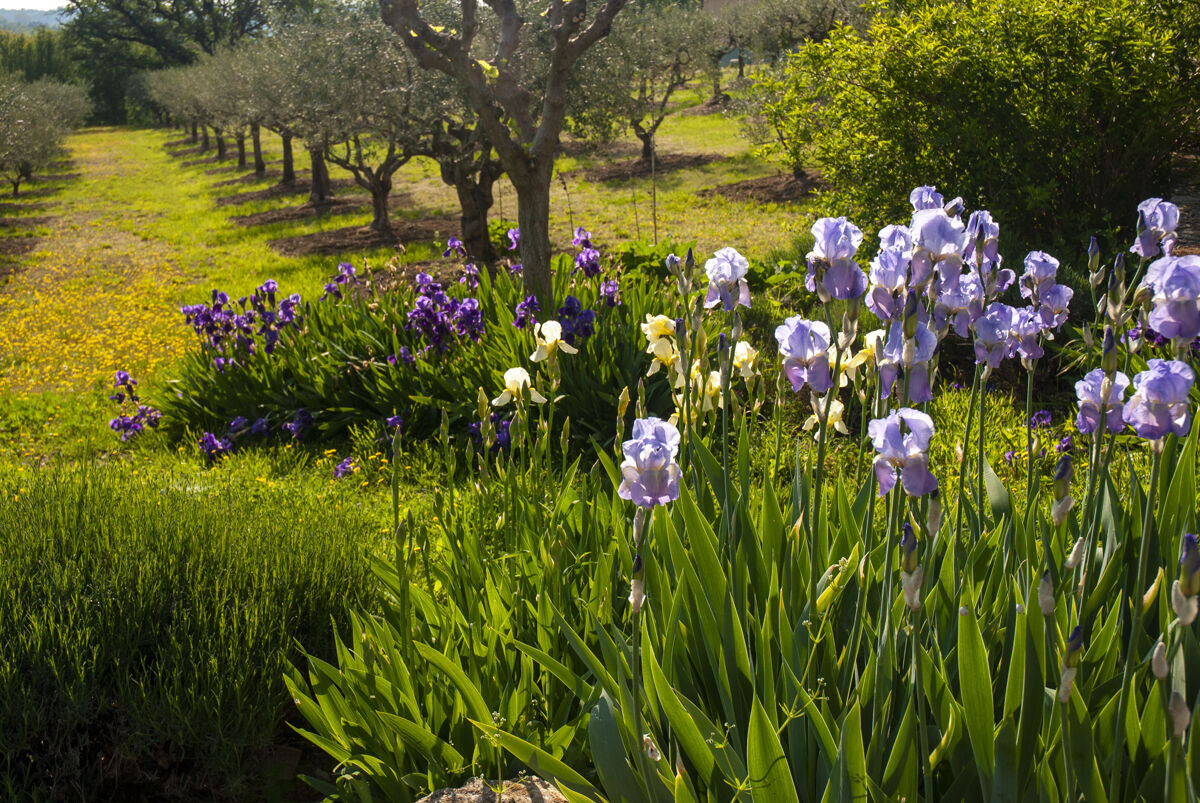 新鲜普罗旺斯美丽的紫罗兰和果园景色季节果园天空