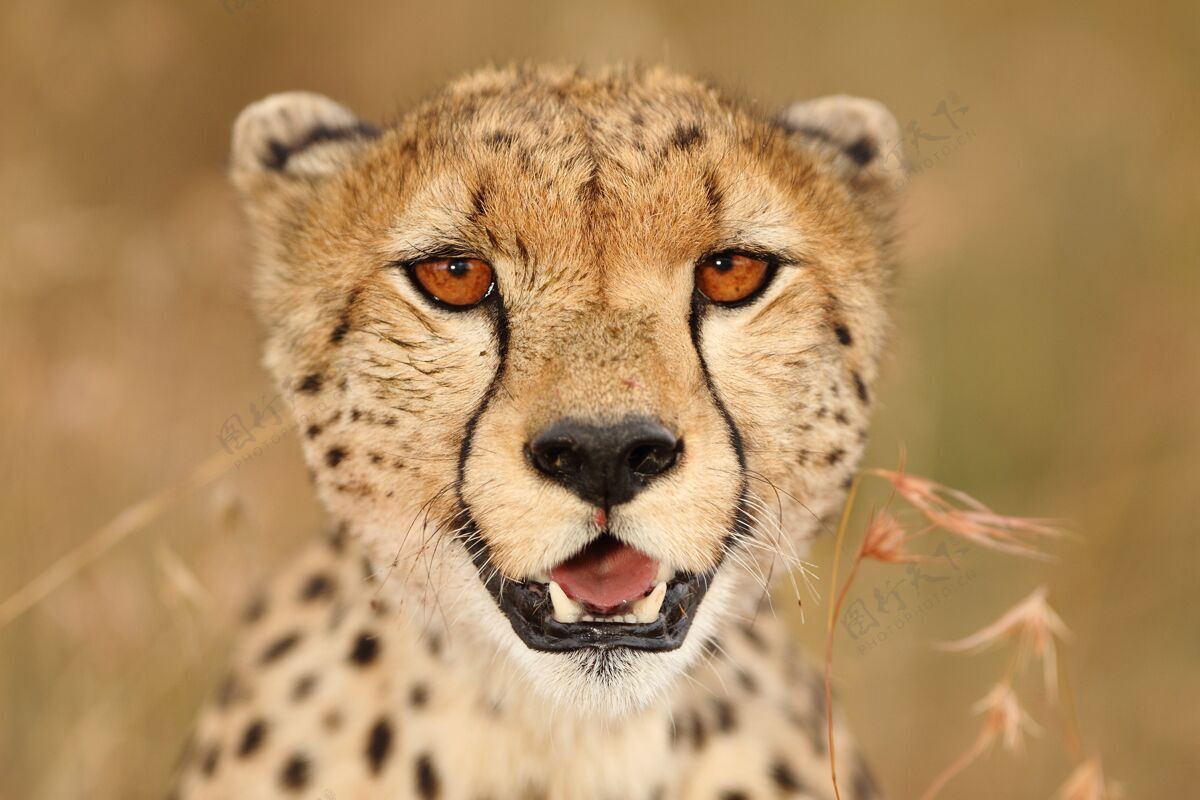 大一只美丽的非洲豹在草地上选择性聚焦拍摄豹保护豹