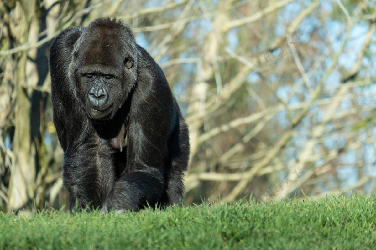 哺乳动物一只大猩猩在山上的草地上行走的特写镜头脸野生灵长类