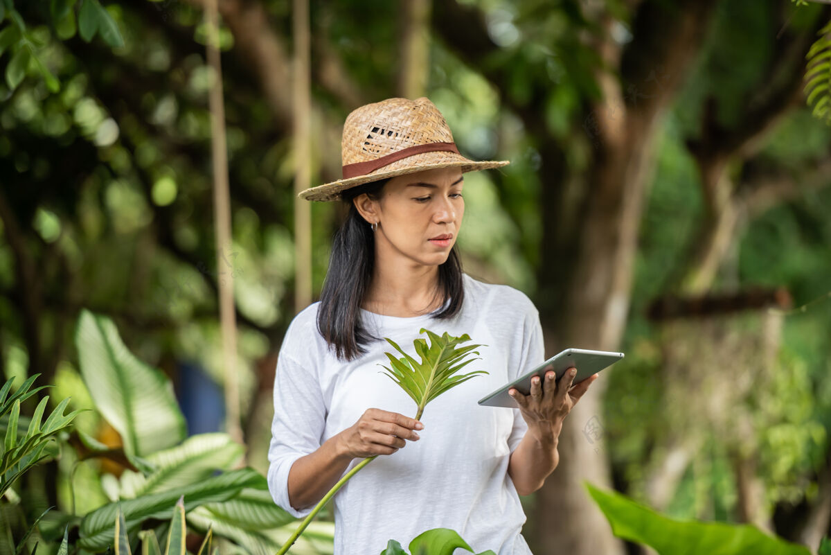 种植现代科技在园艺业年轻女子用数码板在花园中心工作环保主义者用数码板妇女在户外园艺在夏季自然农场种植温室