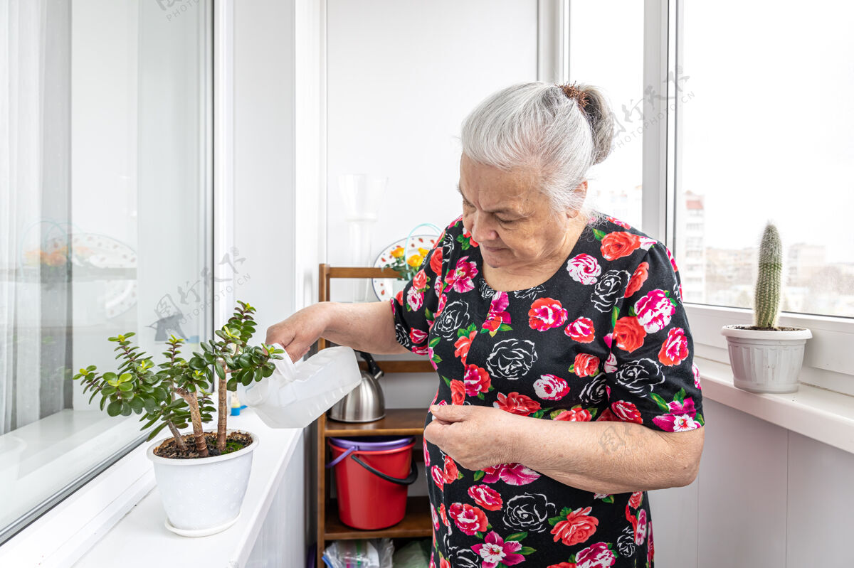 人一个善良的老妇人照料她的室内植物 照料和浇水独自浇水自然