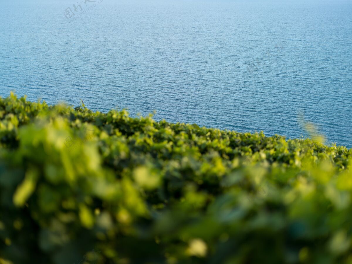 一串低镜头美丽的绿色植物在山上靠近海洋与模糊的前景白天海景海