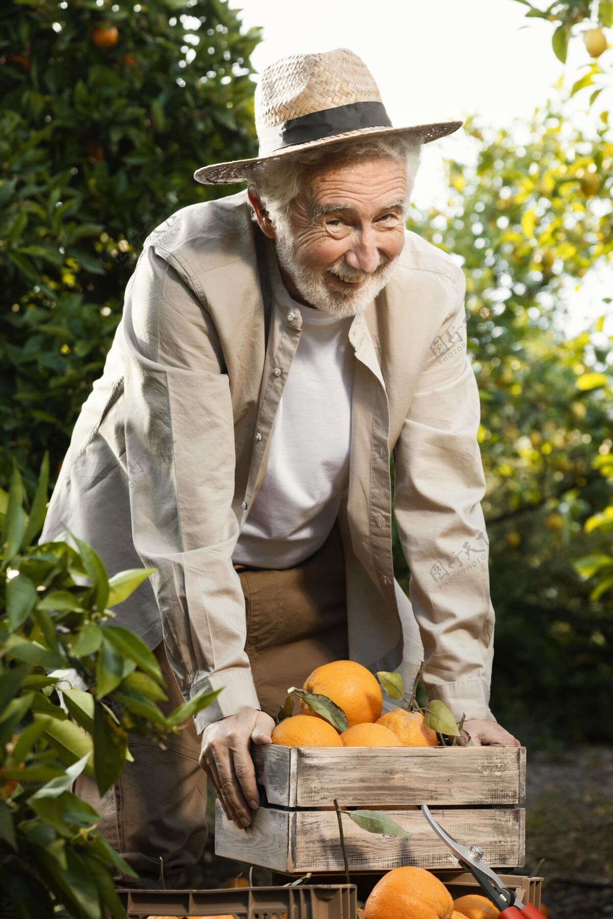 新鲜橘子园的老人柑橘农产品柑橘
