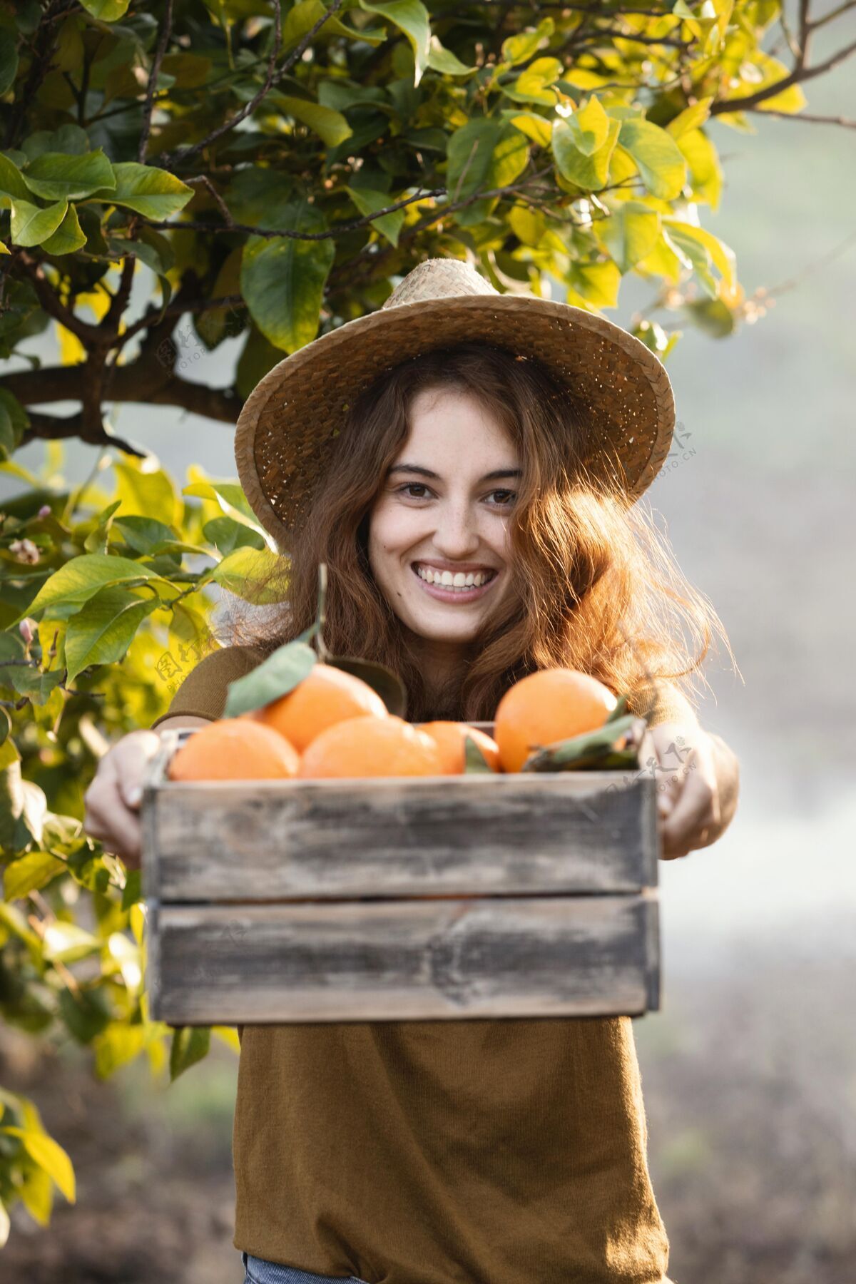 有机一个拿着桔子篮子的女人柑橘树木种植园