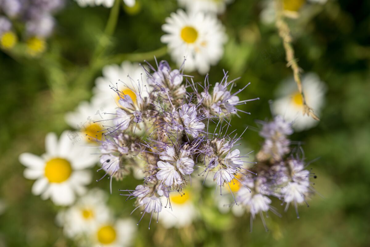 高高角度选择性聚焦拍摄花边phacelia花与模糊雏菊在背景开花春天模糊