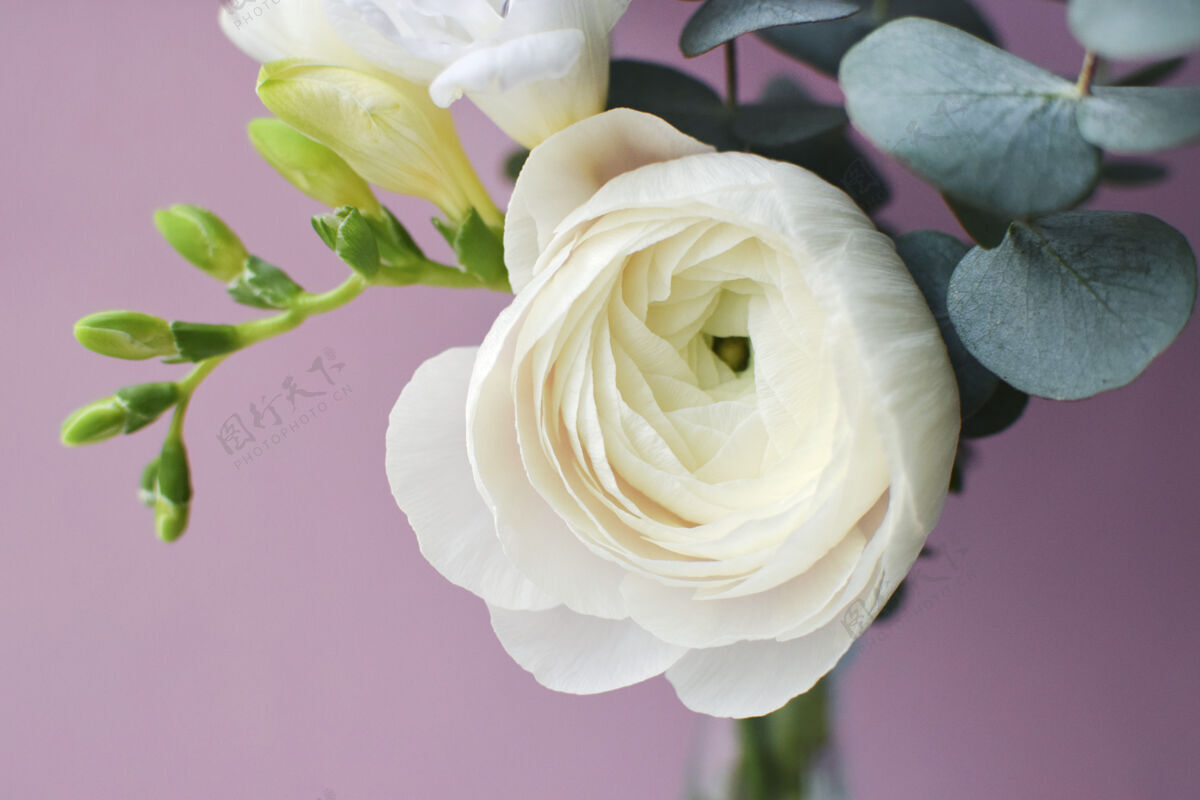新娘精致的粉红色毛茛花和白色小苍兰与桉树小枝在粉红色的表面婚礼花束开花香气