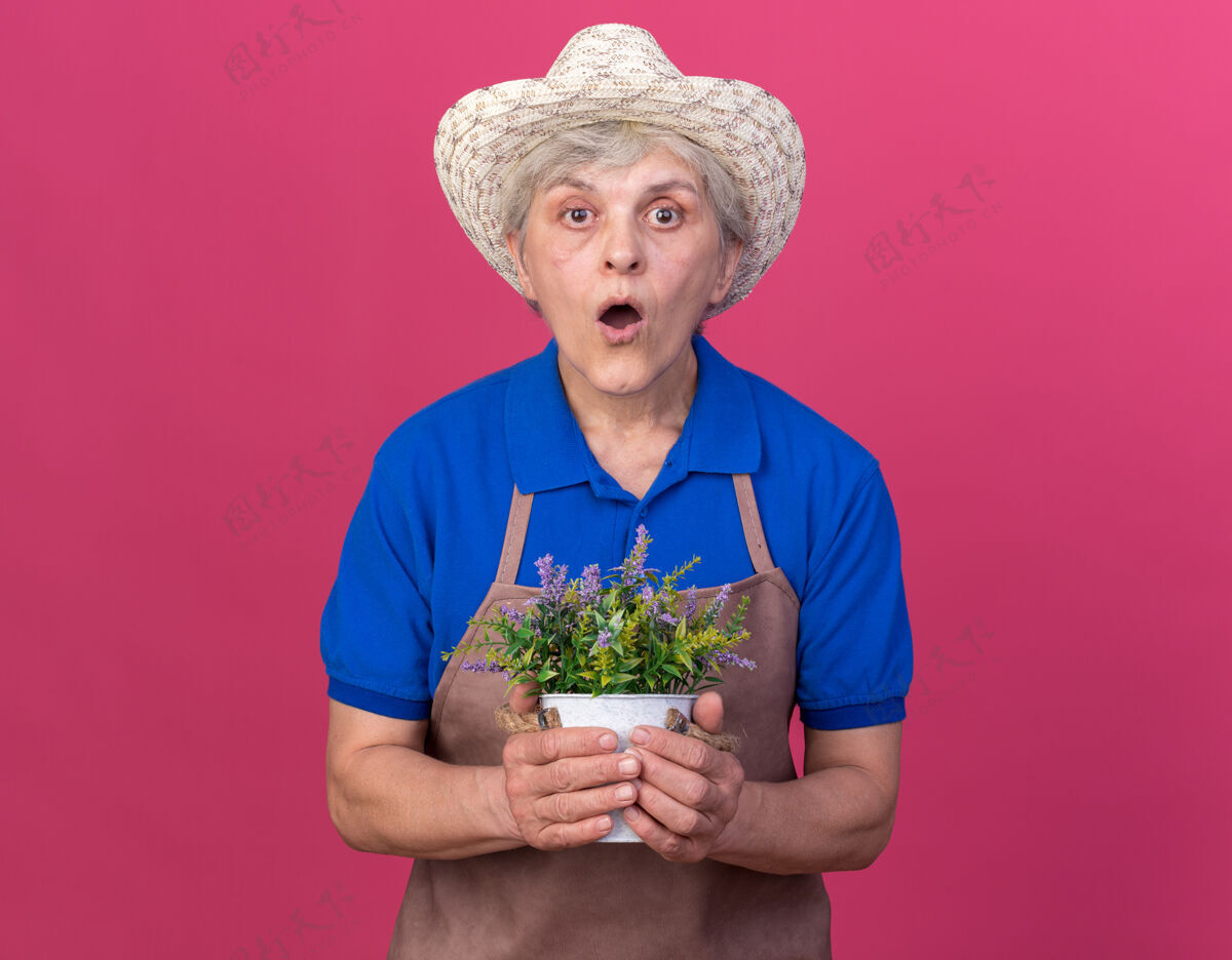 兴奋兴奋的上了年纪的女园丁戴着园艺帽捧着粉红色的花盆老人园艺花园