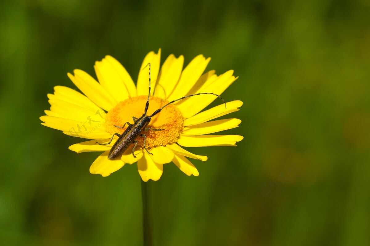 细节一只长着触角的甲虫软聚焦在田野里一朵鲜艳的黄色花朵上天线苍蝇动物