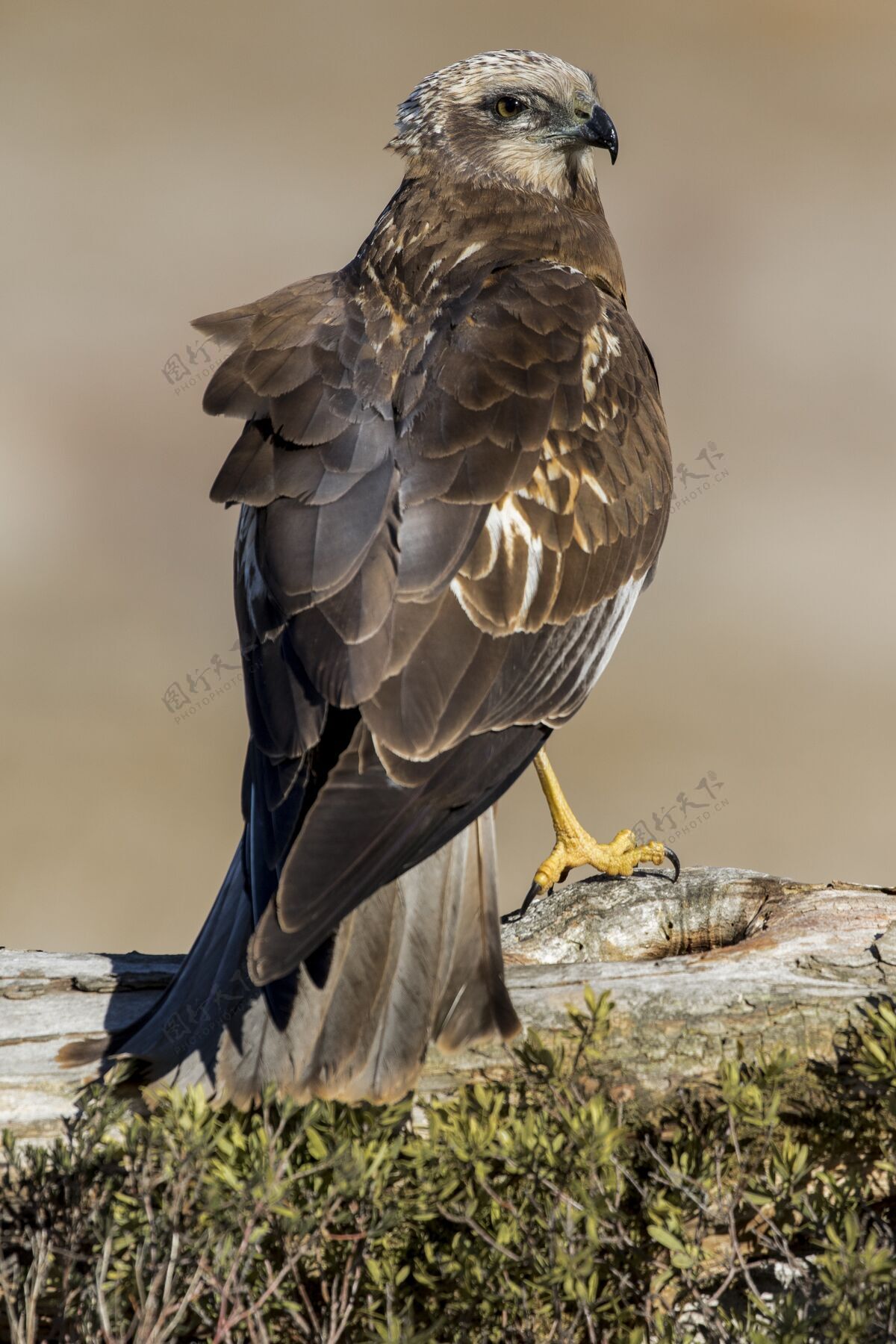 捕食者一只栖息在木头上的金鹰的特写镜头羽毛森林野生