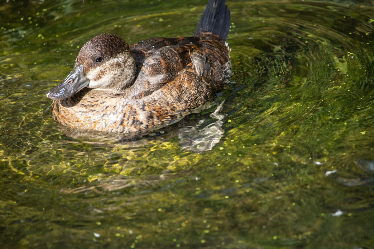 湖泊野鸭在水上游泳的画像水自然野生动物