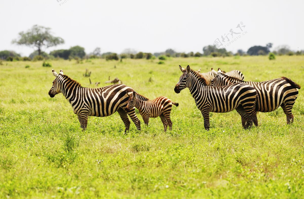斑马一群斑马在非洲肯尼亚察沃东部国家公园放牧肯尼亚动物群野生动物