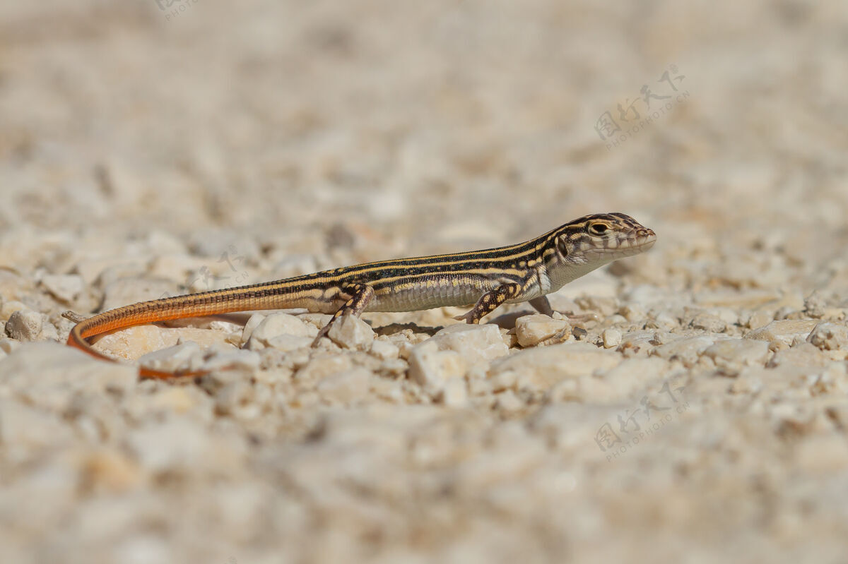 小型特写镜头的棘足蜥蜴在西班牙西班牙野生爬行动物