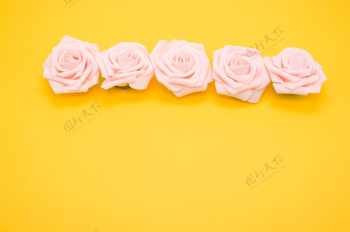 花一排粉红色玫瑰的特写镜头 隔离在黄色背景上 留有复制空间粉色花花