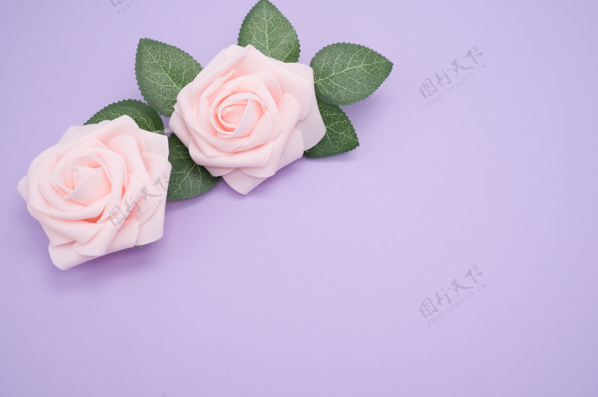 花粉红色玫瑰的特写镜头 在紫色背景上与复制空间隔离绽放花瓣花朵