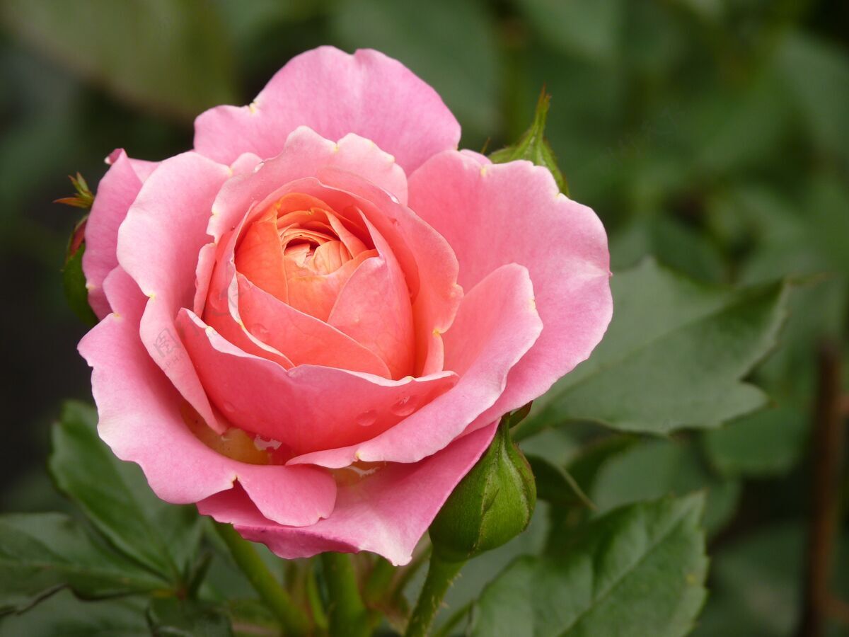 新鲜粉红色玫瑰叶子背景的顶视图开花植物学关闭