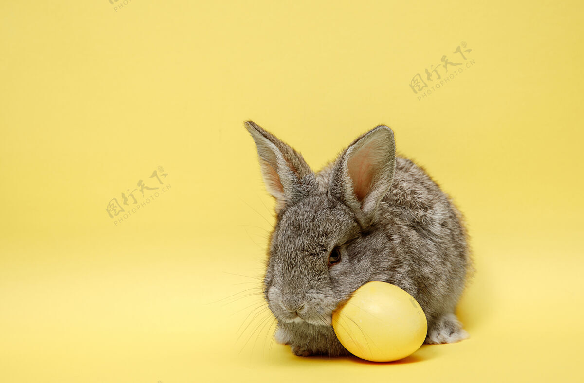 绿色在黄色背景上画彩蛋的复活节兔子复活节 动物 春天 庆祝和节日的概念节日柔软兔子