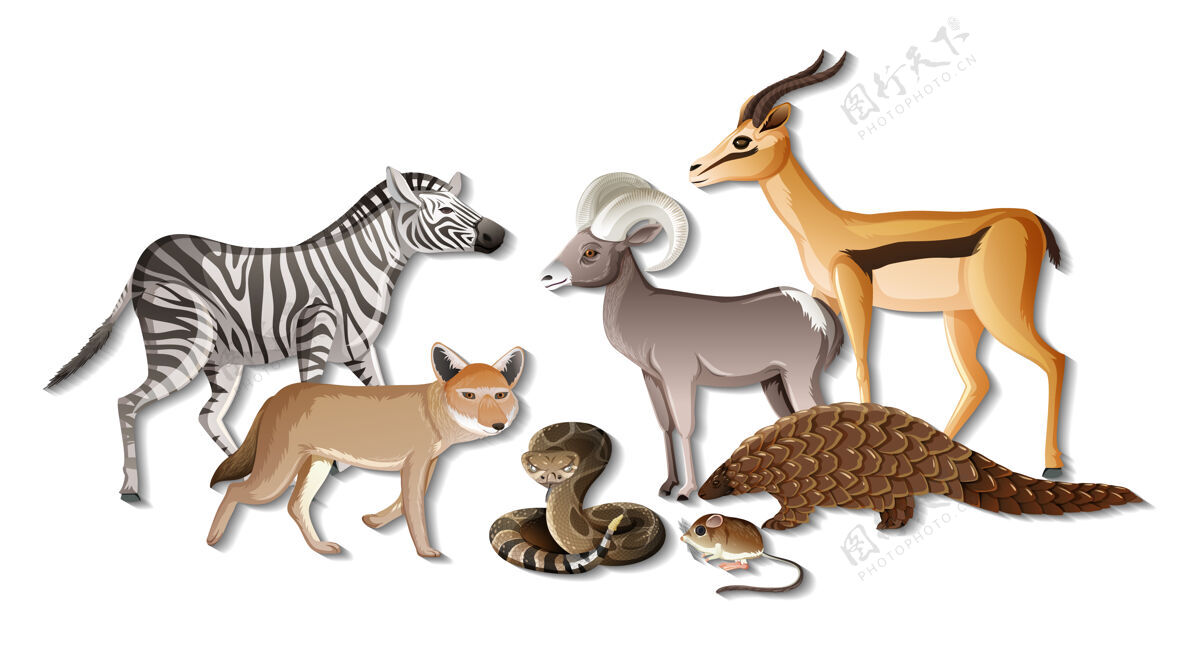 野生一群白色背景的非洲野生动物老鼠动物群斑马