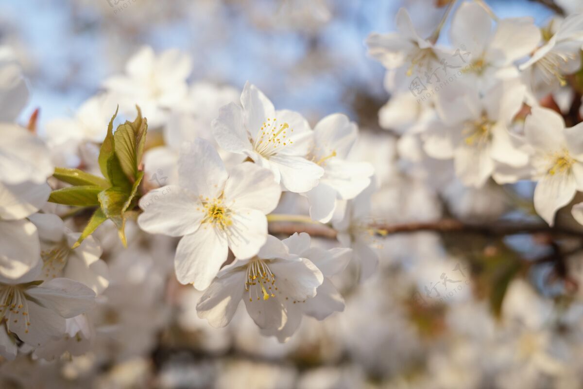 美丽美丽的桃花春天花嫩枝