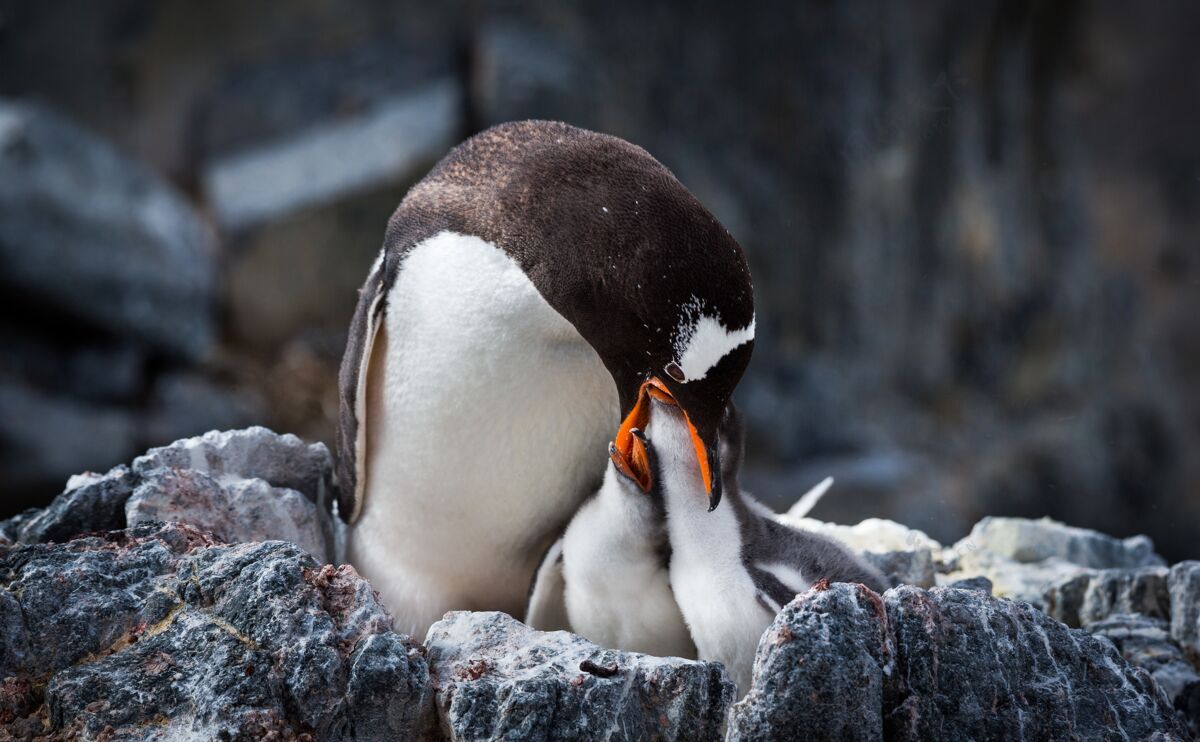 冰在南极洲 一只企鹅和她的孩子们的选择性聚焦镜头可爱冰冻野生
