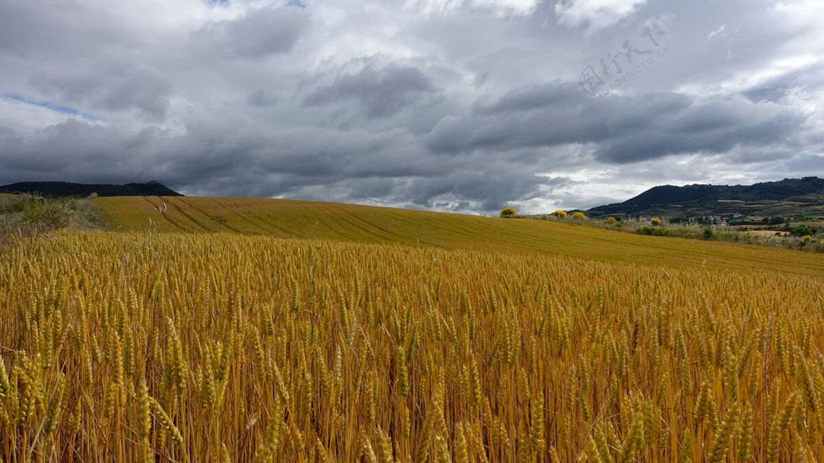 农田金色的麦田在多云的天空下自然田地多云