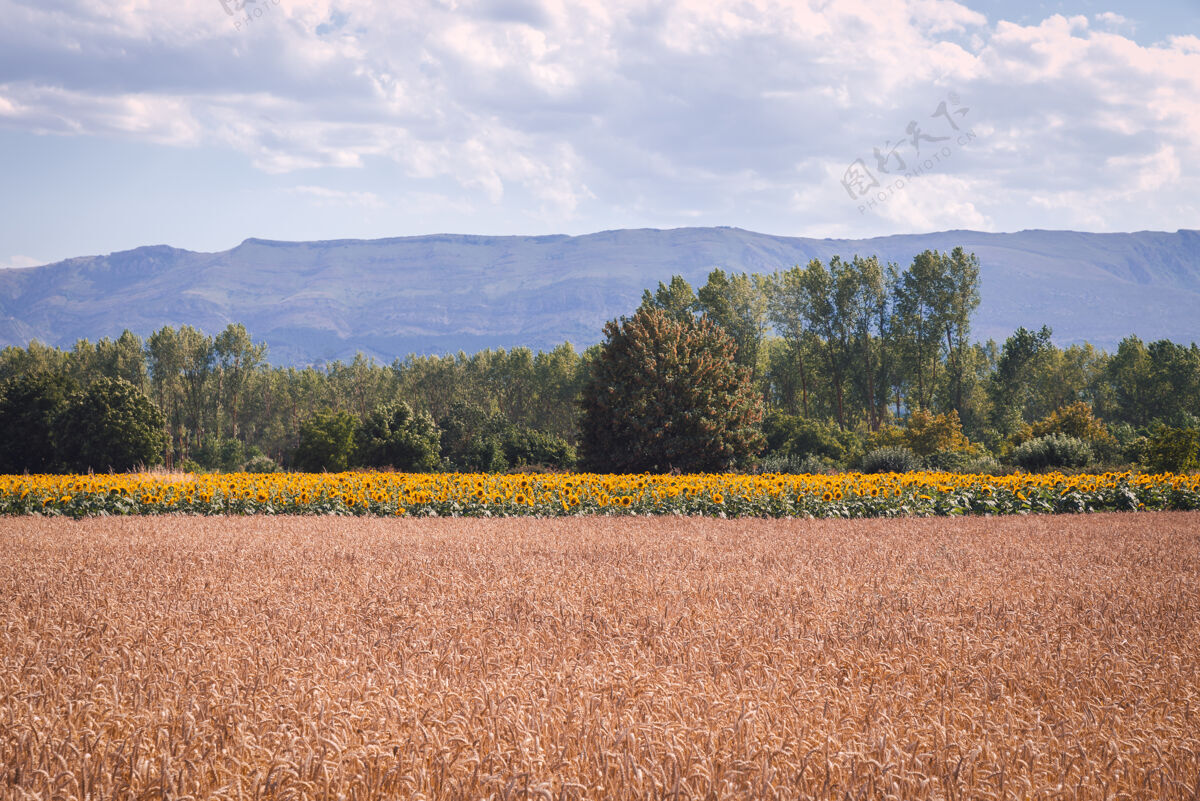 环境一个美丽的小麦和向日葵领域迷人的镜头乡村草地乡村