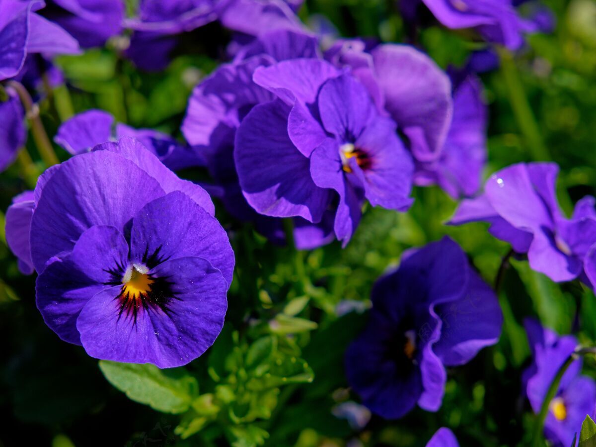 花瓣美丽的紫色三色堇花在田野特写镜头明亮叶甘菊
