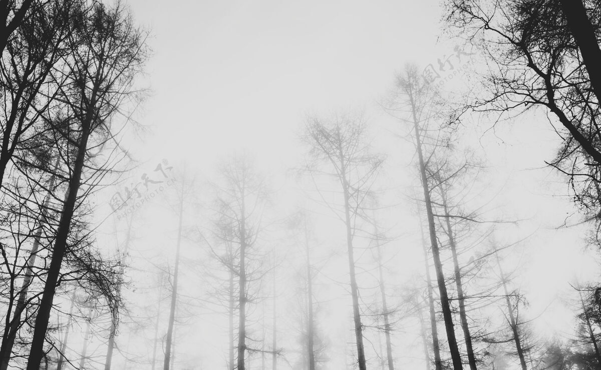 景色雾气弥漫的森林景色自然灰度季节