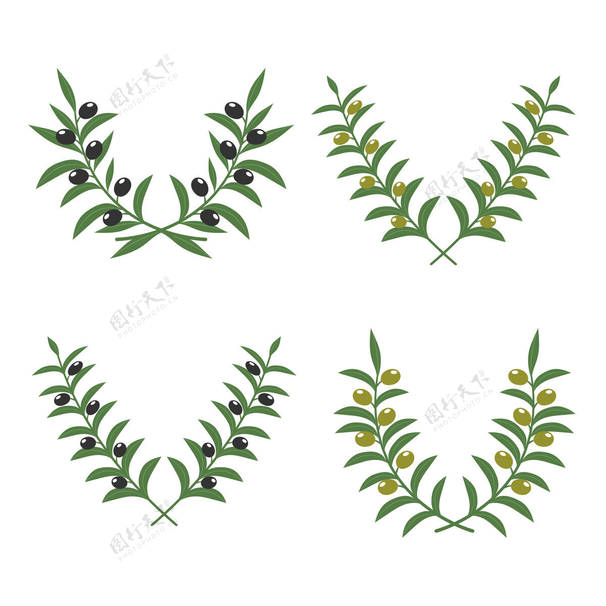 油橄榄枝花环孤立在白色营养水果树叶