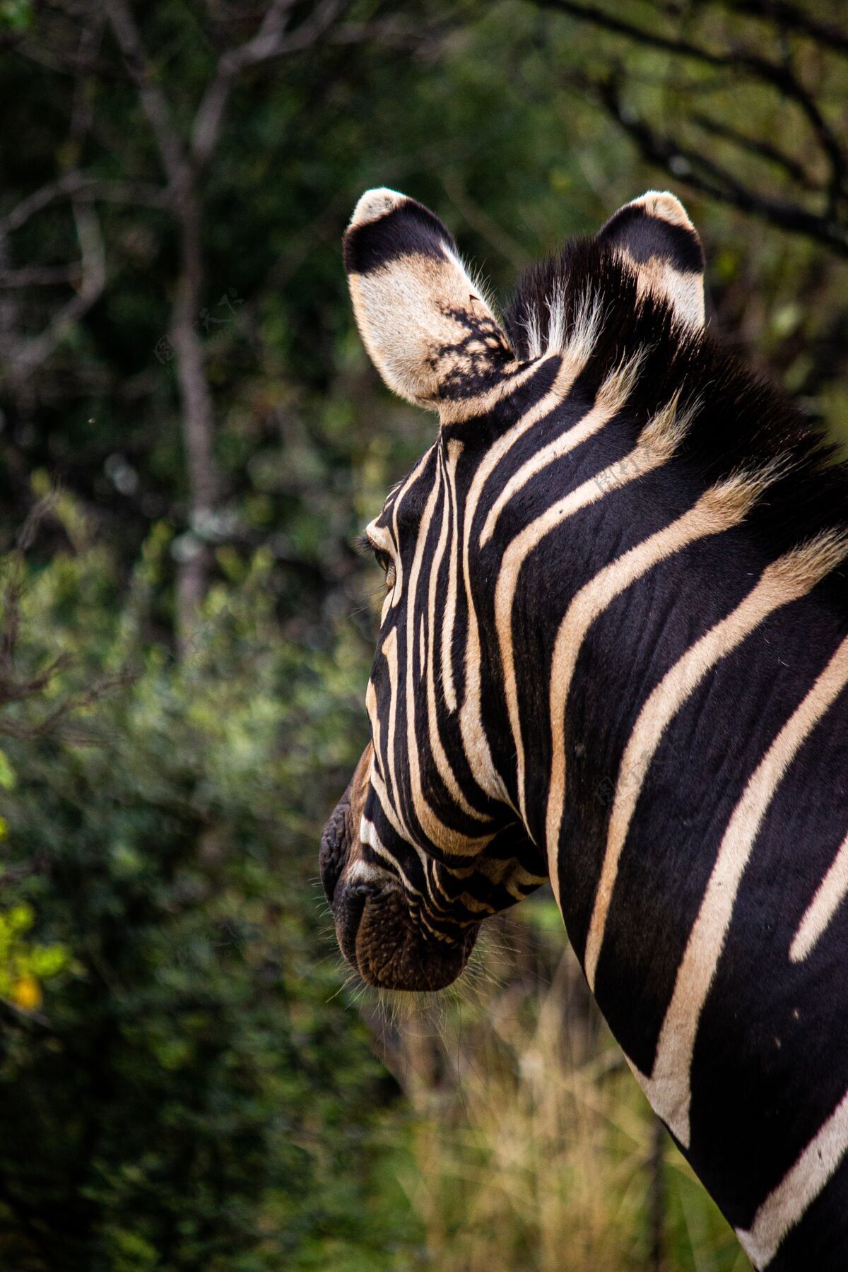野生动物园一只斑马在森林里寻找食物的垂直特写镜头草斑马步行