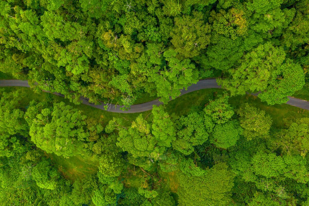 晴朗白天拍摄的被高大树木环绕的森林中的一条公路的俯视镜头阳光太阳道路