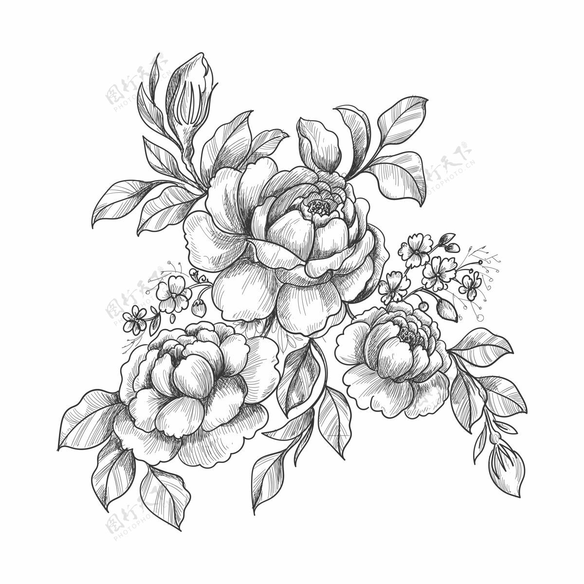植物美丽的手绘素描婚礼花卉设计复古开花素描