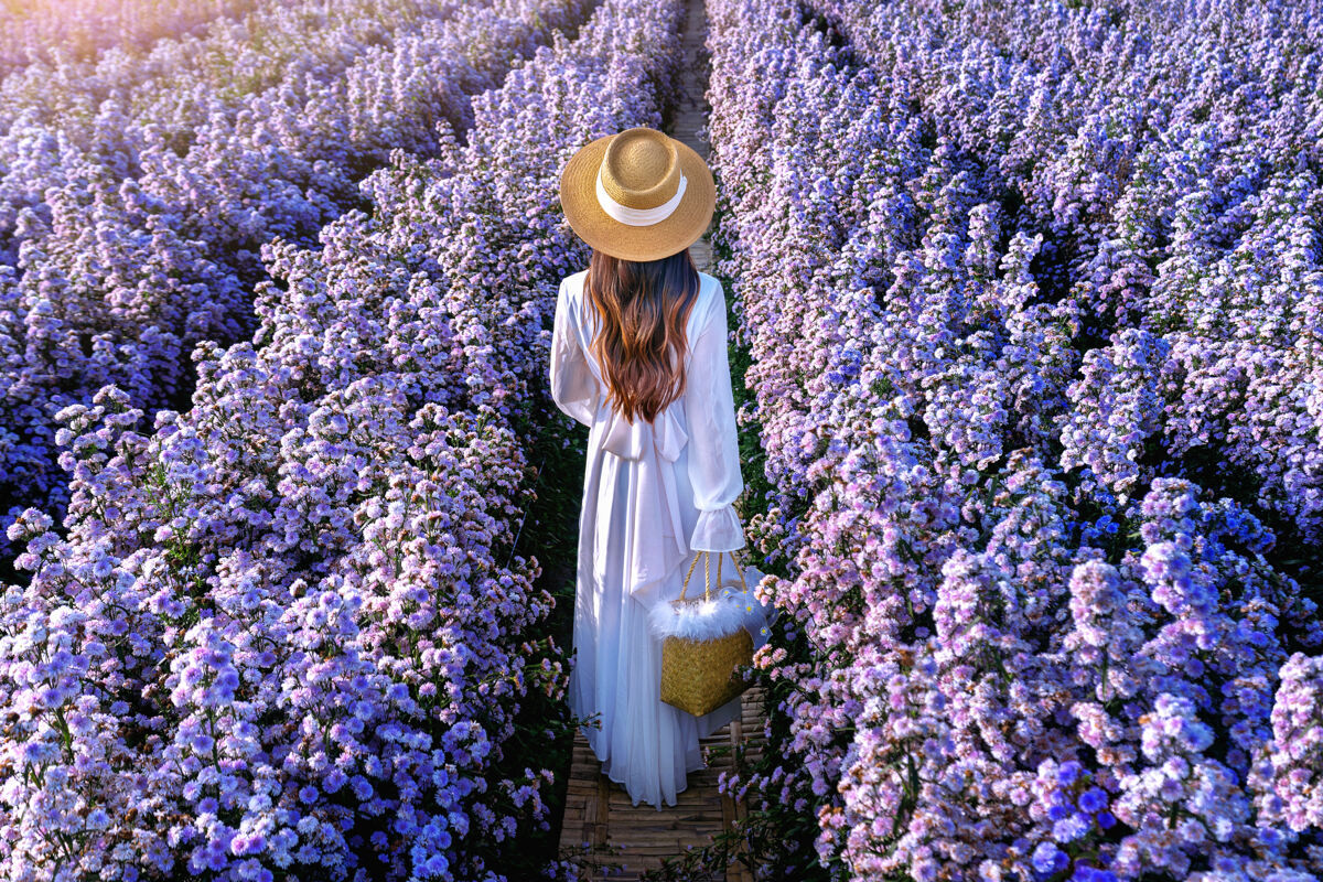 放松美丽的白衣女孩漫步在玛格丽特花坛 清迈在泰国花瓣爱女人