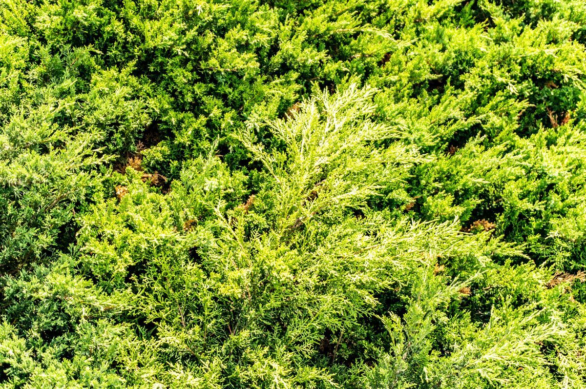 草绿色松树特写镜头自然宏叶