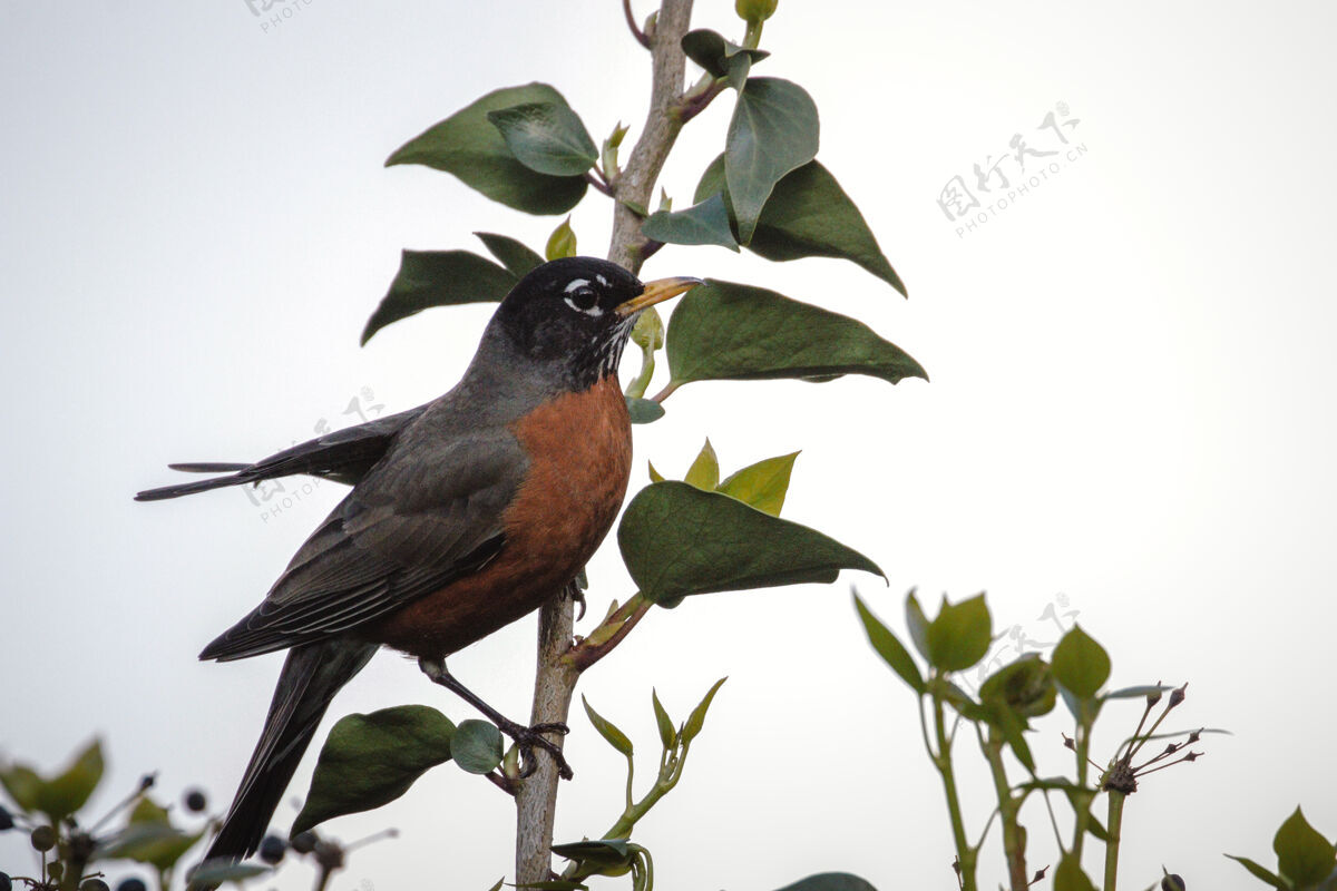 知更鸟绿树上的黑褐色小鸟动物黑鸟鸟