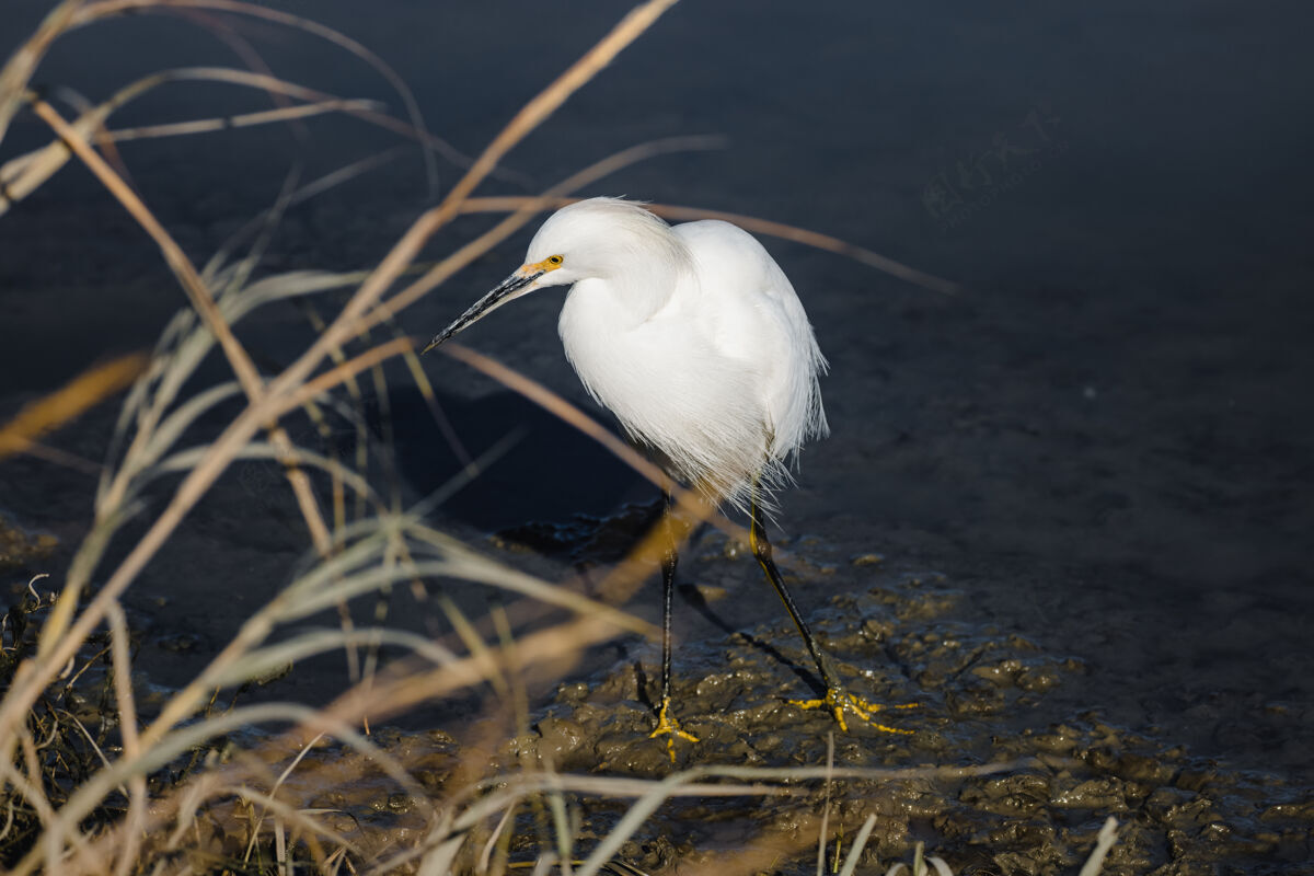 苍鹭棕色草地上的白鸟白鹭动物水禽