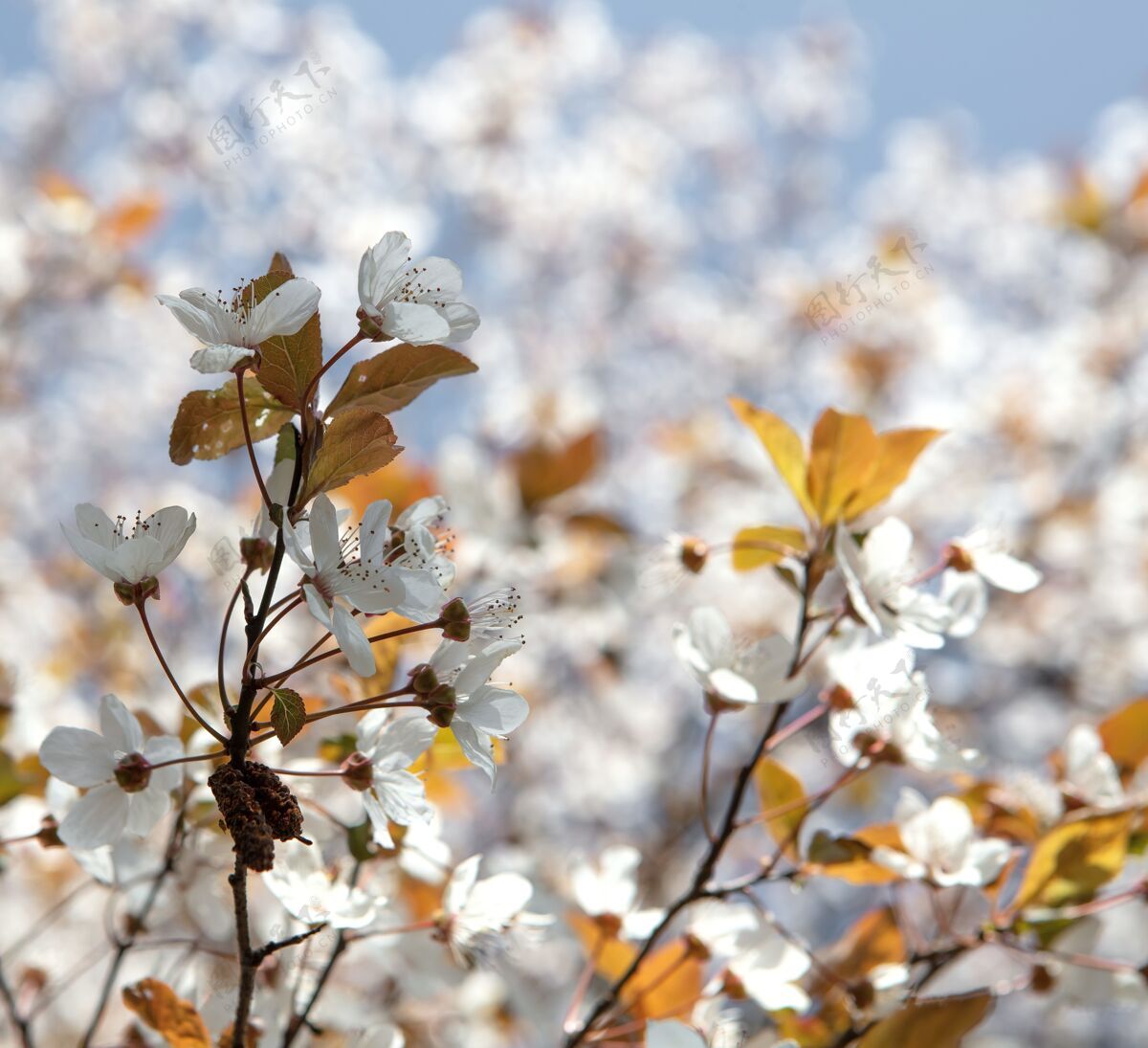 花白樱花在白天盛开叶花波基