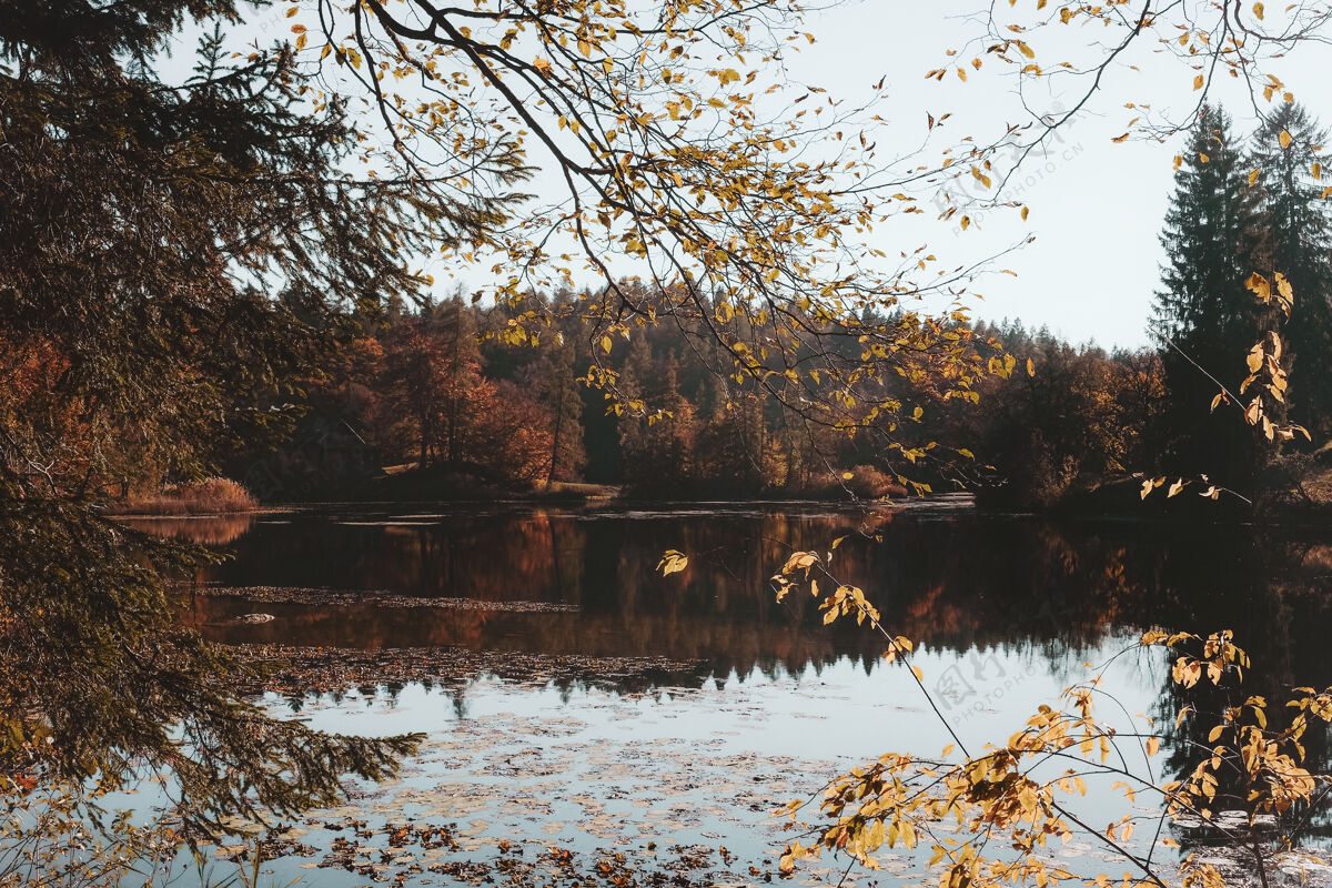 秋天水体旁的棕色树叶的树意大利池塘花