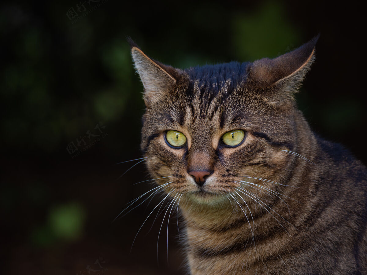 猫一只可爱的绿眼睛猫的选择性聚焦镜头玩耍爱情肖像