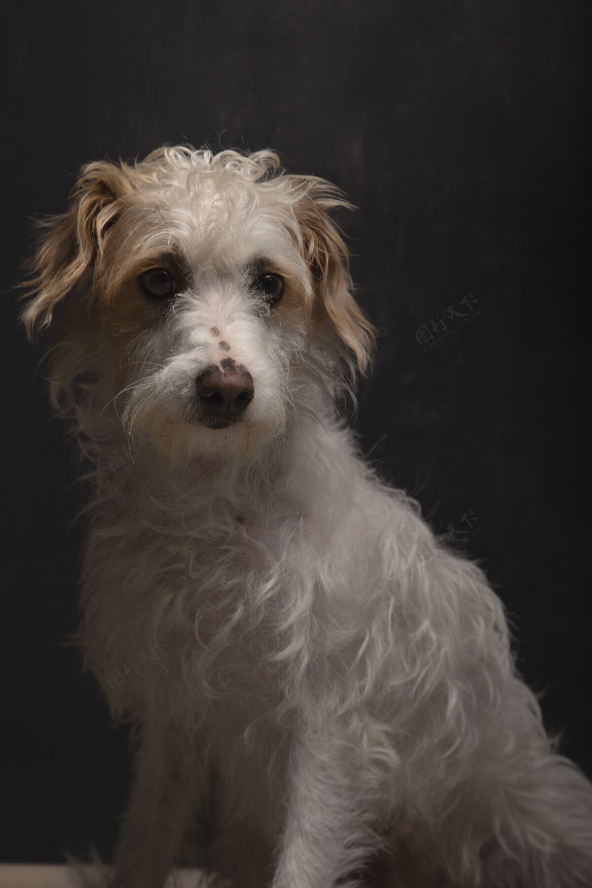 品种一个美丽的混血狗坐在黑暗的房间垂直肖像纯种动物血统