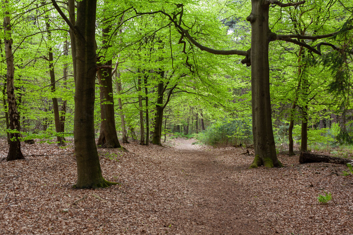 叶荷兰泽斯特附近森林迷人的景色 地上有树叶季节森林秋天