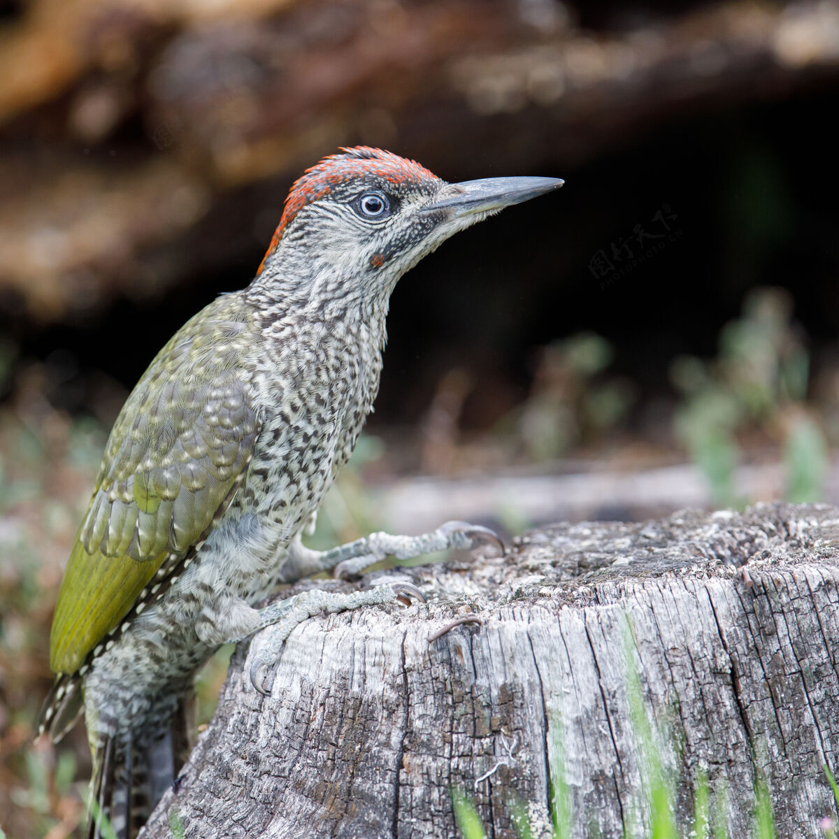 鲈鱼公园里一只啄木鸟栖息在木头上的特写镜头鸟类学喙树
